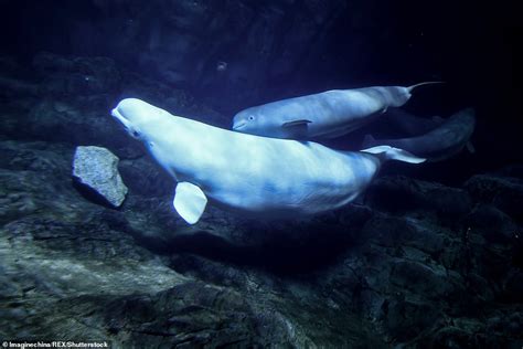 Three baby beluga whales swim alongside their mothers as they greet the public for the first ...