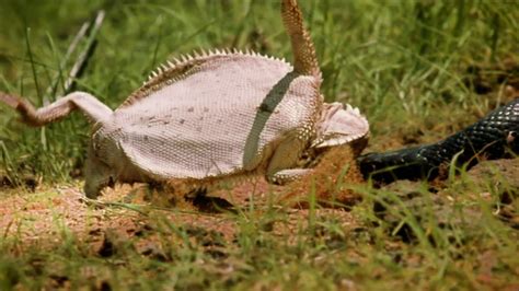 Biological Defense Mechanisms of the Regal Horned Lizard | PBS LearningMedia