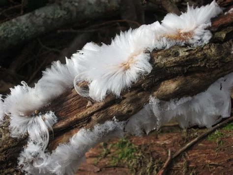 Scientists learn more about hair ice, after 100 years