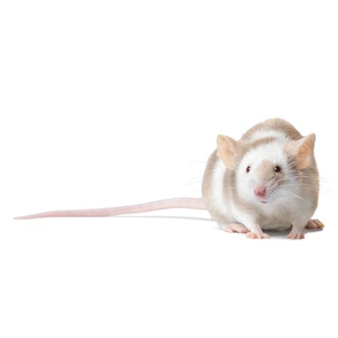 Female Fancy Mouse For Sale - Live Small Pets | PetSmart