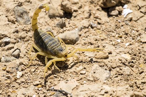 How Can Scorpions Survive In The Desert - Image to u