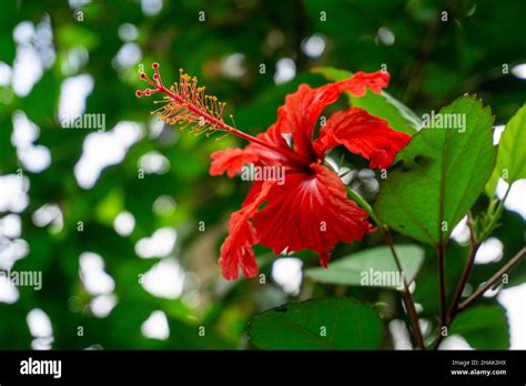 Flor de maga hi-res stock photography and images - Alamy