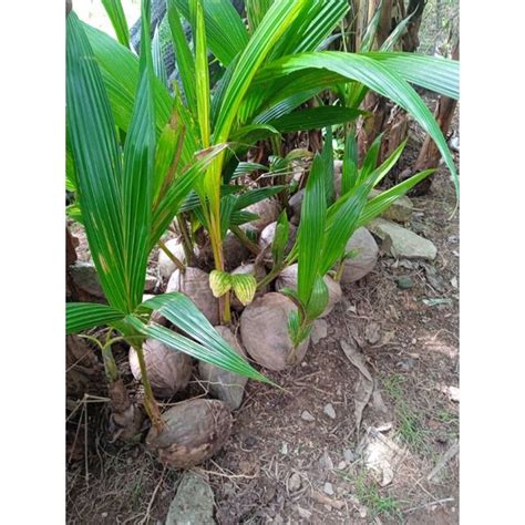 Anak Pokok Kelapa Rendah | Shopee Malaysia