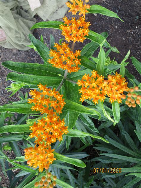 Orange Butterfly Weed Seeds, Asclepias Tuberosa - Milkweed 4 Monarchs