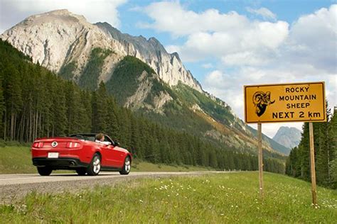 Canmore Wildlife Driving Loop | TravelAlberta Newsroom | Travel dreams, Trip, Road trip