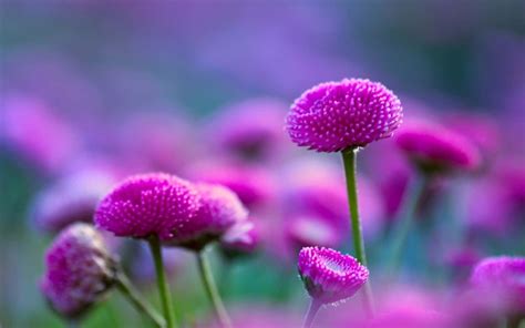Update more than 58 beautiful flower nature wallpaper - in.cdgdbentre