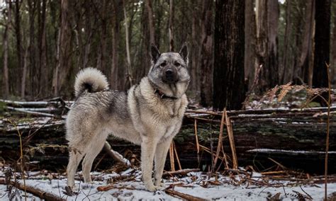 Black Norwegian Elkhound Shedding A Lot