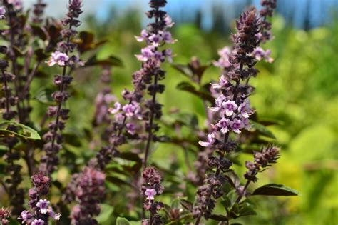 African Blue Basil (Ocimum kilimandscharicum x basilicum ‘Dark Opal ...