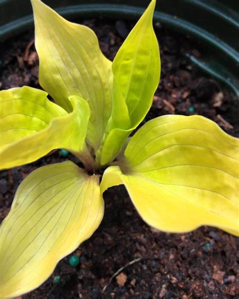 15+ Best Yellow Hosta Varieties With Images – World of Garden Plants