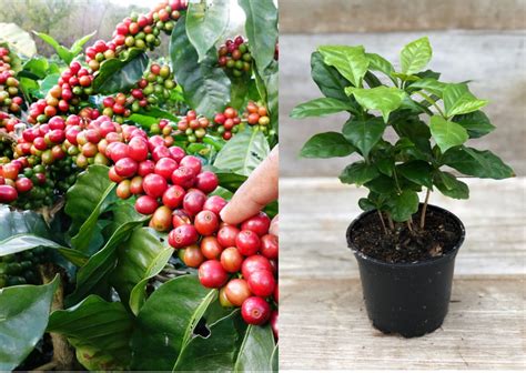 Coffee Arabica Plant Coffea Arabica Nana Live Plant Coffee | Etsy