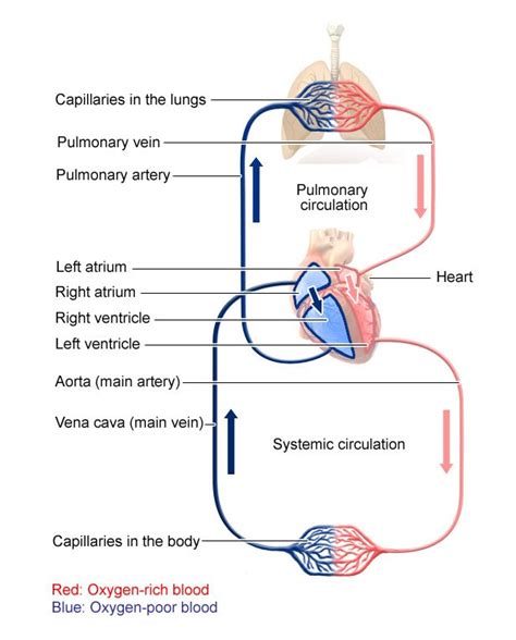 Systemic Circulation Heart