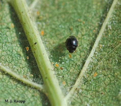 Mitey troubles for house plants: Twospotted spider mite, Tetranychus ...