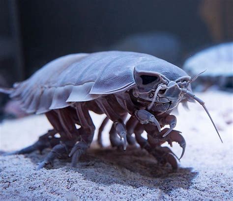 Giant Isopod Facts: This Giant Can Go without Food for 4 Years - Odd Facts