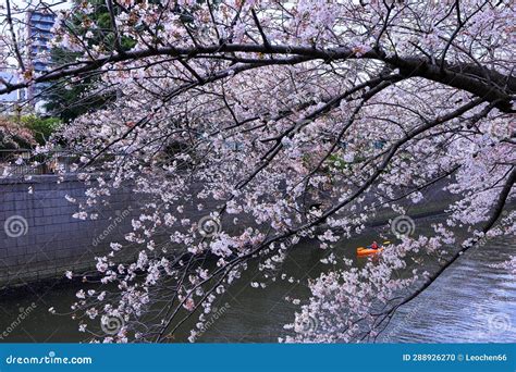 Meguro River Cherry Blossoms in Meguro City, Tokyo Stock Photo - Image ...