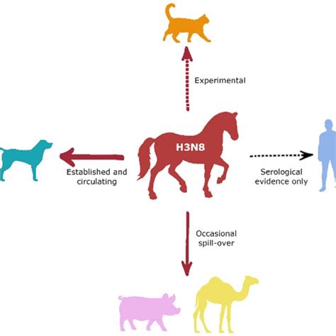 Cross-species transmission of equine influenza A virus H3N8. Thick... | Download Scientific Diagram