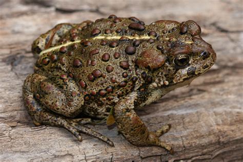 western american toad - Google Search | Frog, Toad, American bull