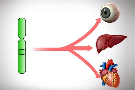 Pleiotropy: Definition, Examples And Simple Explanation