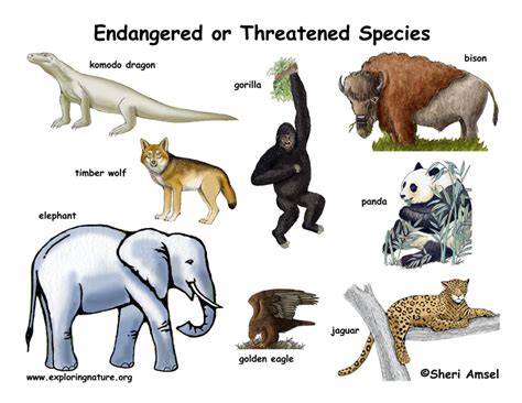 Endangered Species Poster