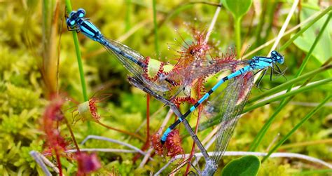 Insectivorous plants - Eye of nature — The sundew Plant The Sundew plant is a form of...