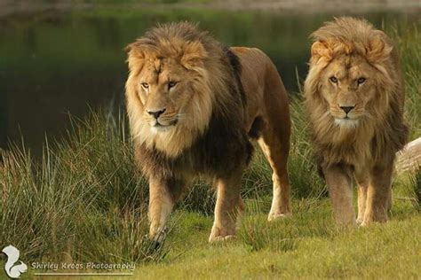 Lion friends | Big cats art, Lion pictures, Lion king pictures