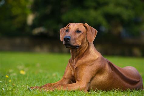 The Rhodesian Ridgeback Growth Chart: Everything To Know