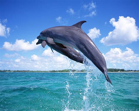 Try Before You Die: Swim with dolphins