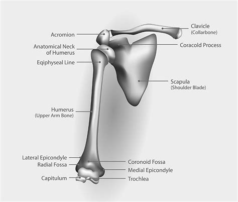 Scapula Acromion Process