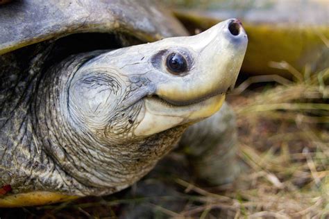 Northern River Terrapin: Habitat, Conservation, Lifespan | RoundGlass ...