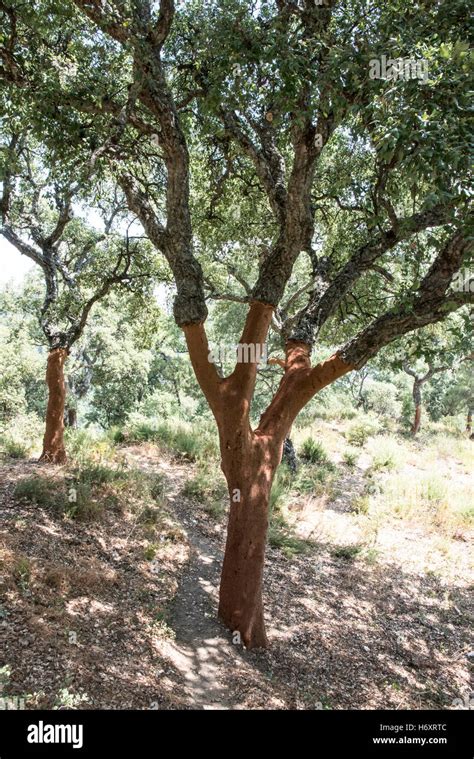 Cork tree forest. Peeled barks Stock Photo - Alamy