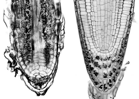 How plants evolved to follow gravity