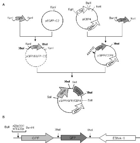 Schematic representation of the cloning steps employed to produce the ...