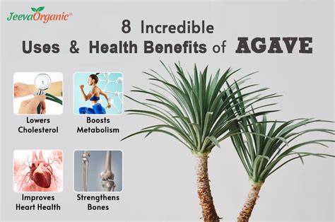 8 Incredible Uses and Health Benefits of Agave | Agave Powder