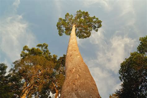 Top 10 Biggest Trees in the World | World's Top Insider