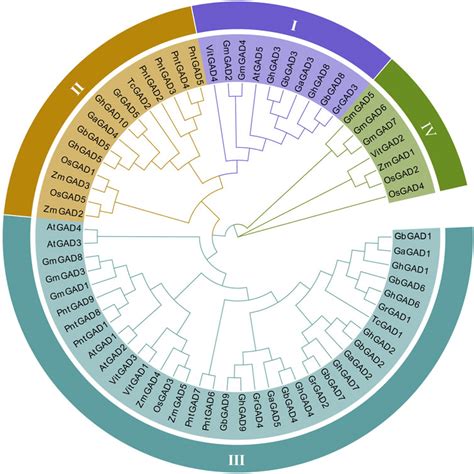 Frontiers | Genome-wide identification of GAD family genes suggests ...