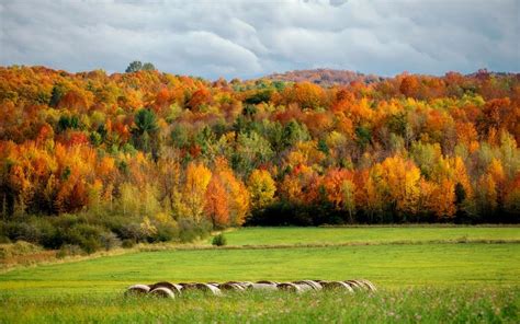 Autumn Colors Windows 10 Theme | Free Wallpaper Themes