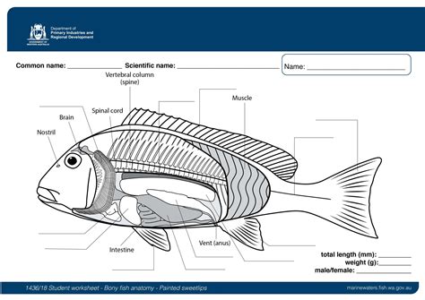 Student worksheet: Bony fish anatomy - Painted sweetlips • Department of Primary Industries and ...