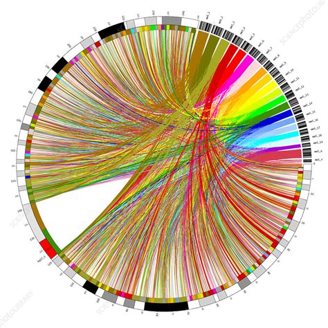 Circular genome map - Stock Image - G210/1091 - Science Photo Library