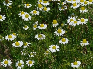 Chamomile: Pictures, Flowers, Leaves & Identification | Matricaria recutita