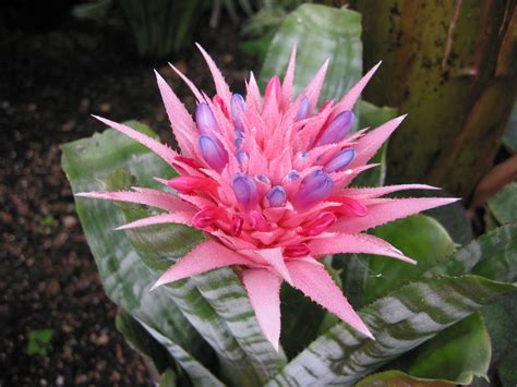 Muda De Bromélia Aechmea Fasciata (rosa) + Salvador/ba - R$ 25,00 em Mercado Livre