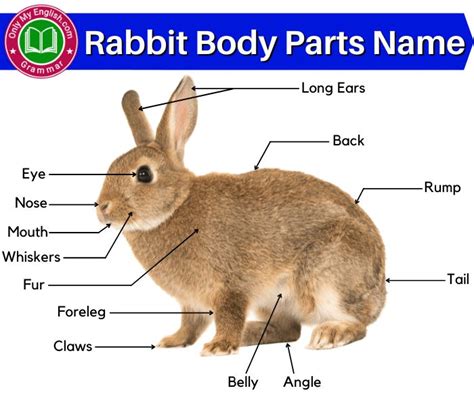 Rabbit Anatomy: Body Parts Name of Rabbit | Animal body parts, Rabbit ...