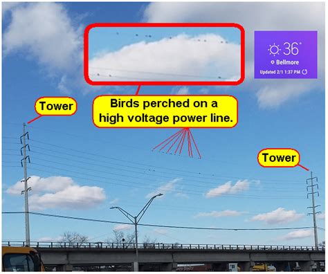 Birds on power lines, another look - EDN