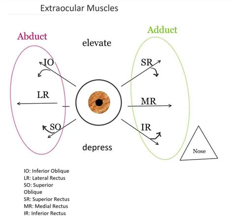 A Simple Ocular Anatomy Guide – Ask Eye Doc