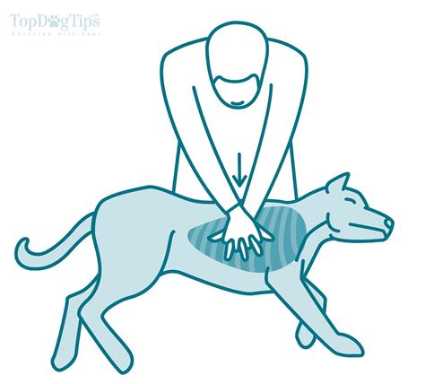 How to Do CPR On a Dog: A Detailed Guide for Beginners