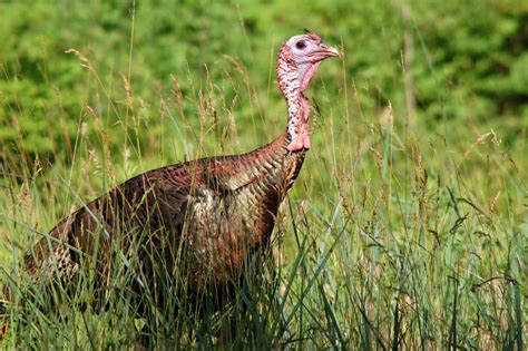 Turkeys - Farm Animals Facts & News