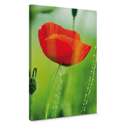 Poppy Canvas print | wall-art.com