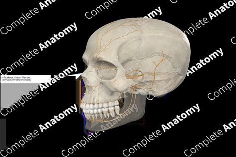 Infratrochlear Nerve | Complete Anatomy