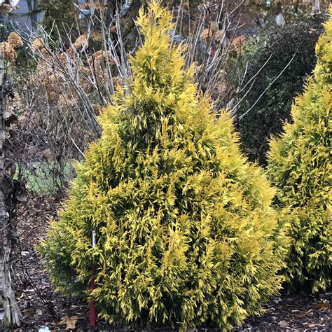 FLUFFY® Arborvitae - Order Online