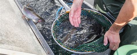 Job Opportunity: Minnesota Sea Grant Aquaculture Extension Associate ...