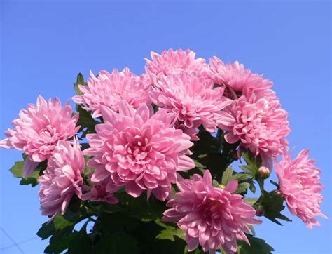 Download A beautiful bouquet of Pink Chrysanthemums Wallpaper | Wallpapers.com