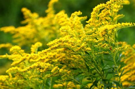 File:Goldenrod 1r.jpg | Goldenrod flower, Planting flowers, Different types of flowers